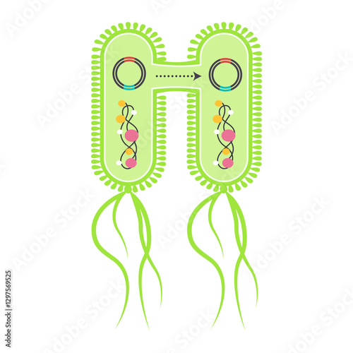 Horizontal Gene Transfer Conjugation science educational graphic