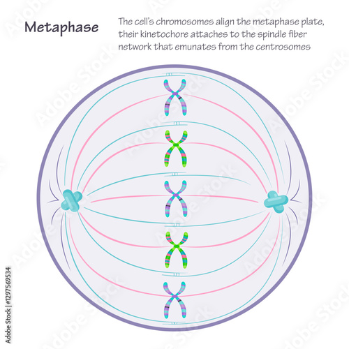 Metaphase: the dividing cell during mitosis