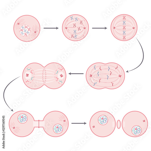 Mitosis Phases Somatic Cell Division science graphic