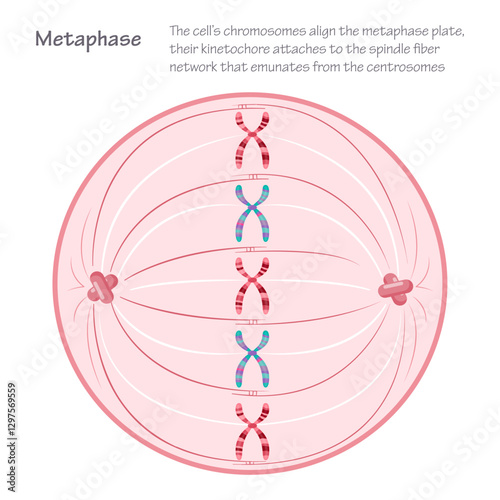Metaphase: the dividing cell during mitosis