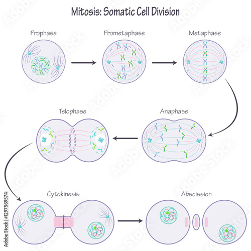 Mitosis Phases Somatic Cell Division science graphic