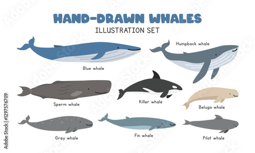 Types of Whales cartoon clipart. Cute whales vector illustration set in flat style. Includes Killer Whale (Orca), Blue Whale, Humpback, Beluga, Sperm, Gray, Pilot, Fin Whales. Sea animals concept