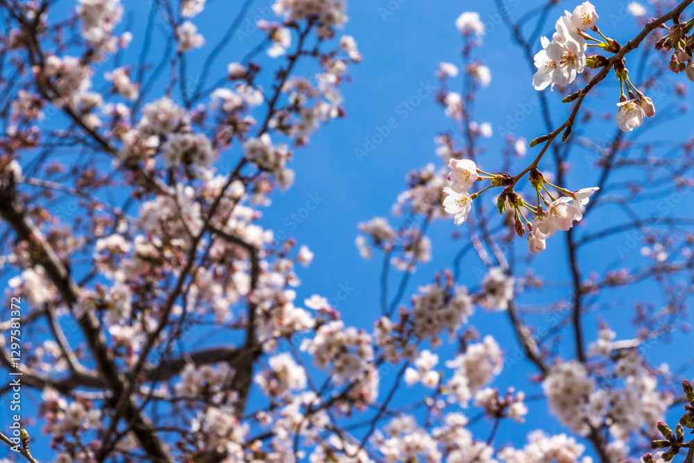 青空に映える桜の花 青空に映える桜の花