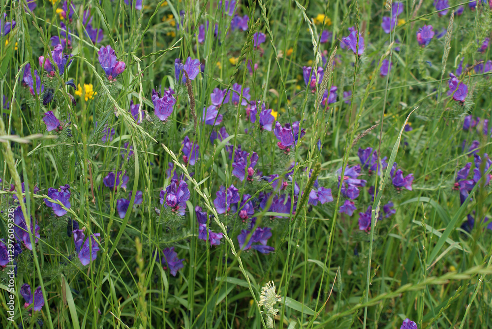 Violet, lilac, purple, violet and pink wild flowers in green meadow field on cloudy spring day in Serra do Careón, Melide village, La Coruña, Galicia. Violet, lilac, purple, violet and pink wild flowers in green meadow field on cloudy spring day in Serra do Careón, Melide village, La Coruña, Galicia.