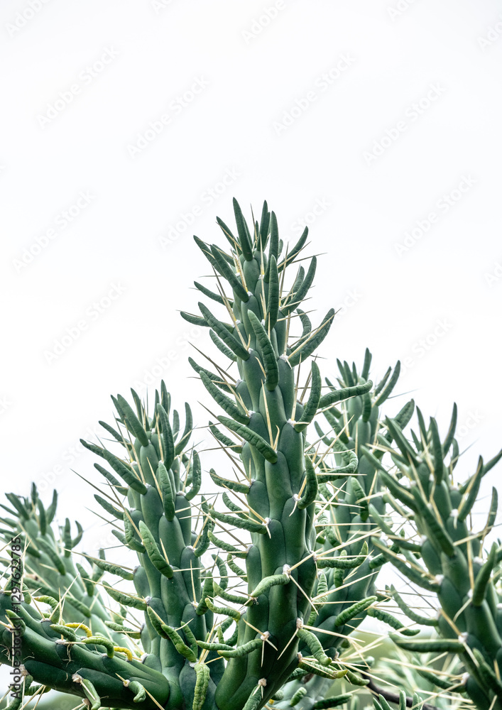 Fototapeta premium Cactus plant on white background