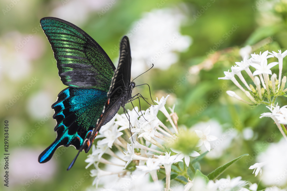 Fototapeta premium Chinese peacock butterfly