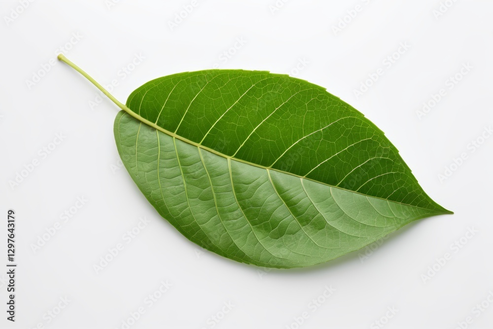 Obraz premium there is a green leaf that is laying on a white surface