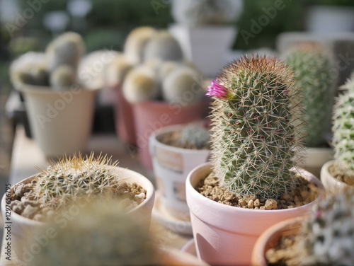 Cactus in a pot and garden with natural growth and sharp thorns
