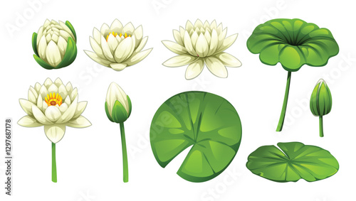 Set of white water lilies in various stages of bloom, with green lotus leaves. Vector cartoon illustration