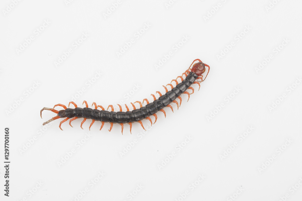 Fototapeta premium Centipede refers to all arthropods. The body is thin and long, and consists of several segments, with each segment having a pair of feet.