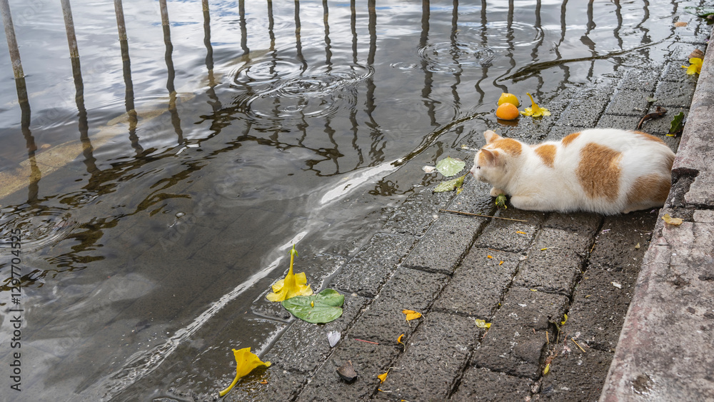 The cat is lying down on the shore of the reservoir, looking at the lake. White fur with red spots. There are fallen tropical flowers, leaves, fruits on the pavement. Circles, reflection on the water The cat is lying down on the shore of the reservoir, looking at the lake. White fur with red spots. There are fallen tropical flowers, leaves, fruits on the pavement. Circles, reflection on the water