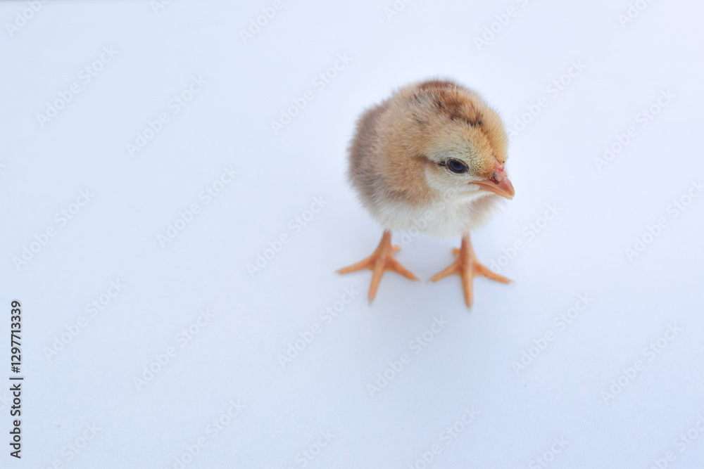 Obraz premium One newborn chick isolated on white background.