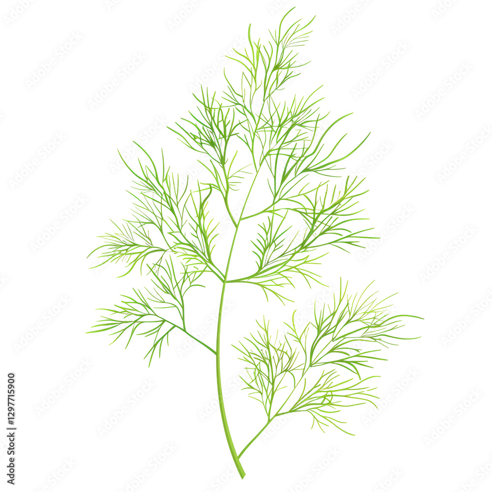 Fototapeta premium Fresh dill sprig solid culinary herb minimalist nature concept, isolated on white or transparent background