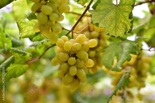 Wallpaper Mural grapes in the vineyard, Vineyard and cafe, vineyard, Bouquet of green and red grapes, Shine muscat, Bunch of grapes that are near ripe in the vineyard Torontodigital.ca