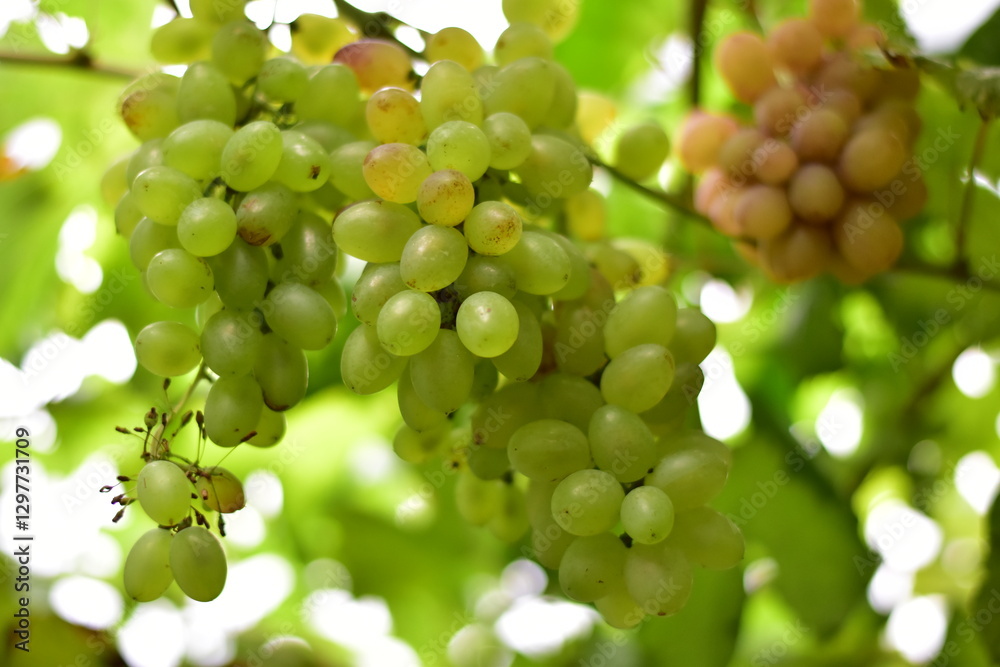 grapes in the vineyard, Vineyard and cafe, vineyard, Bouquet of green and red grapes, Shine muscat, Bunch of grapes that are near ripe in the vineyard grapes in the vineyard, Vineyard and cafe, vineyard, Bouquet of green and red grapes, Shine muscat, Bunch of grapes that are near ripe in the vineyard