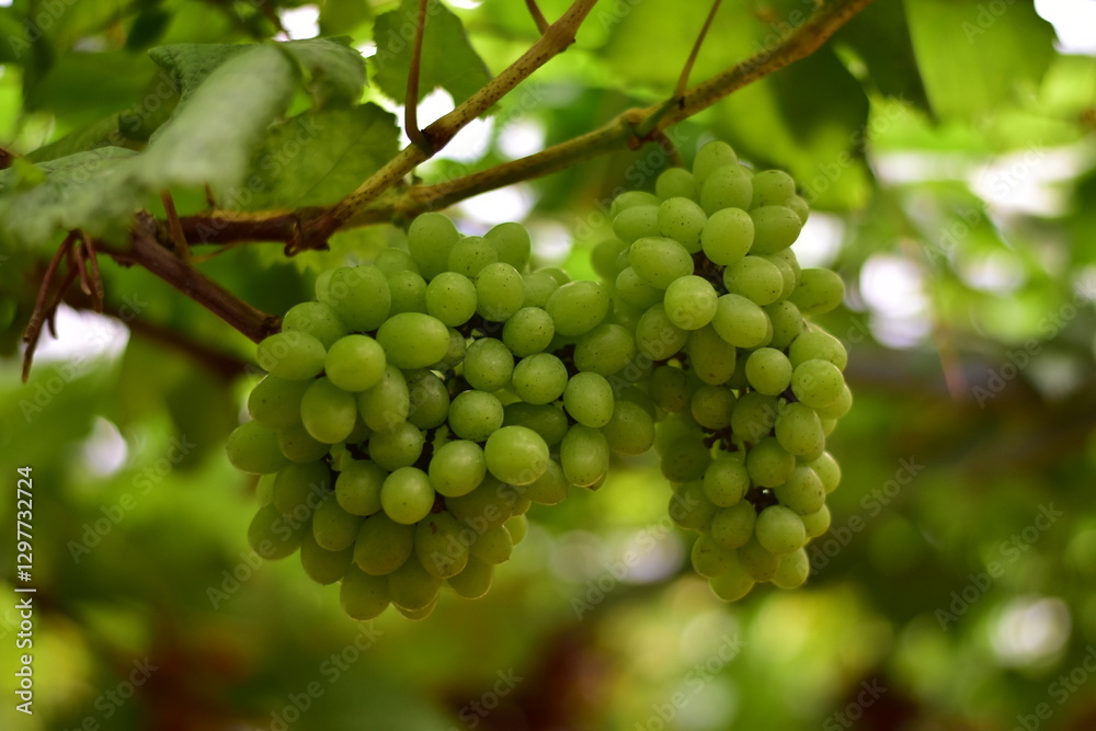 grapes in the vineyard, Vineyard and cafe, vineyard, Bouquet of green and red grapes, Shine muscat, Bunch of grapes that are near ripe in the vineyard grapes in the vineyard, Vineyard and cafe, vineyard, Bouquet of green and red grapes, Shine muscat, Bunch of grapes that are near ripe in the vineyard