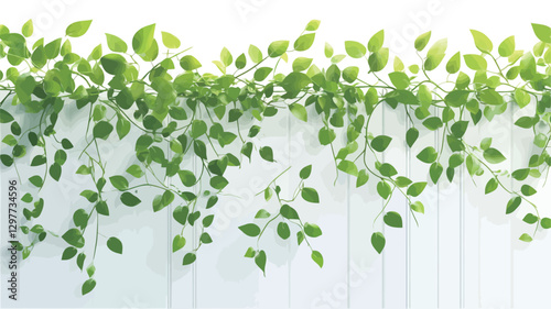 A high-angle, close-up shot of a lush green vine with small, ovate leaves cascading down a white vertical surface, possibly a fence or wall. The background is plain white.  The image is well-lit,