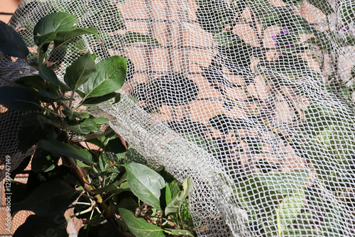 Wallpaper Mural old fashioned hazardous fruit netting on apple tree Torontodigital.ca