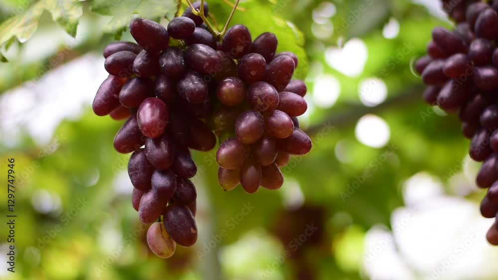 grapes in the vineyard, Vineyard and cafe, vineyard, Bouquet of green and red grapes, Shine muscat, Bunch of grapes that are near ripe in the vineyard grapes in the vineyard, Vineyard and cafe, vineyard, Bouquet of green and red grapes, Shine muscat, Bunch of grapes that are near ripe in the vineyard