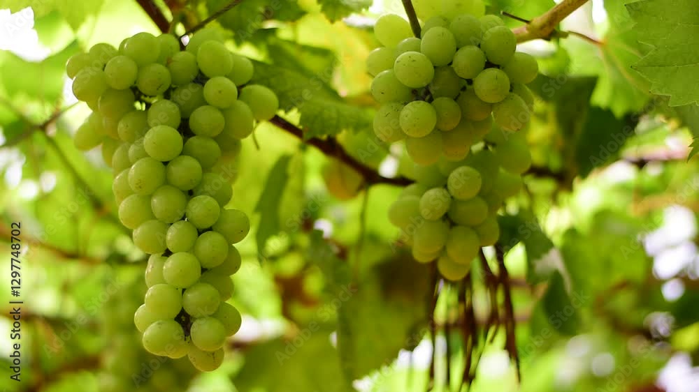 grapes in the vineyard, Vineyard and cafe, vineyard, Bouquet of green and red grapes, Shine muscat, Bunch of grapes that are near ripe in the vineyard grapes in the vineyard, Vineyard and cafe, vineyard, Bouquet of green and red grapes, Shine muscat, Bunch of grapes that are near ripe in the vineyard
