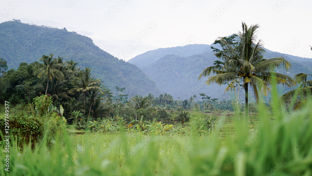 Fototapeta premium Mountains With Coconut Trees And Grass Bokeh As Foreground