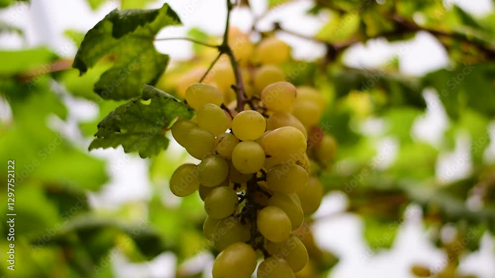 grapes in the vineyard, Vineyard and cafe, vineyard, Bouquet of green and red grapes, Shine muscat, Bunch of grapes that are near ripe in the vineyard grapes in the vineyard, Vineyard and cafe, vineyard, Bouquet of green and red grapes, Shine muscat, Bunch of grapes that are near ripe in the vineyard