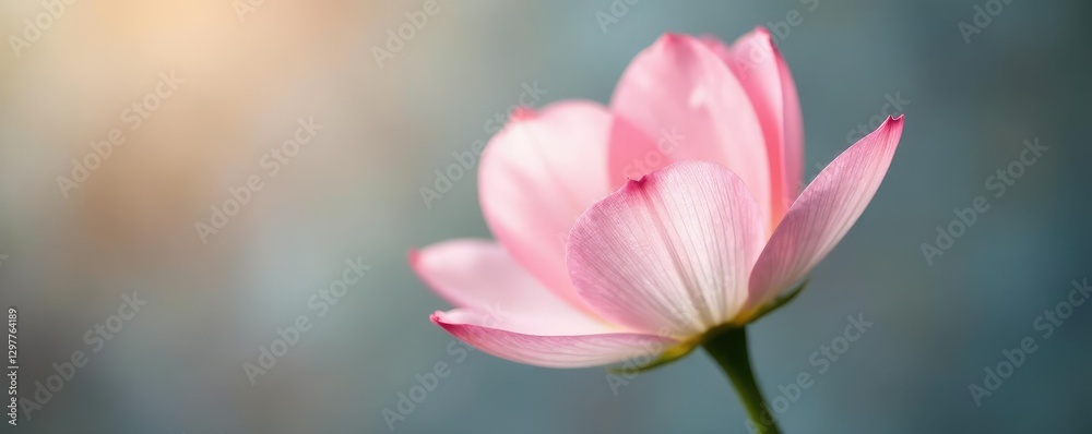 Fototapeta premium Soft pink petals unfolding from a delicate white flower stem, white flowers, gentle