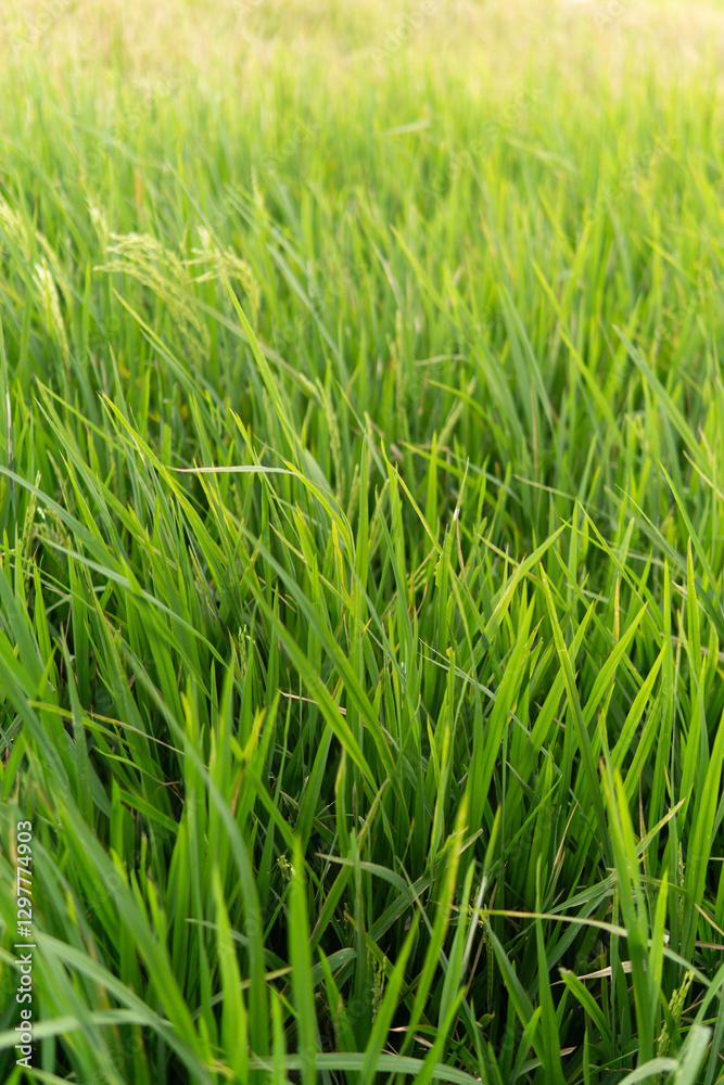 Early maturing paddy with its grains filling the entire frame in portrait mode Early maturing paddy with its grains filling the entire frame in portrait mode