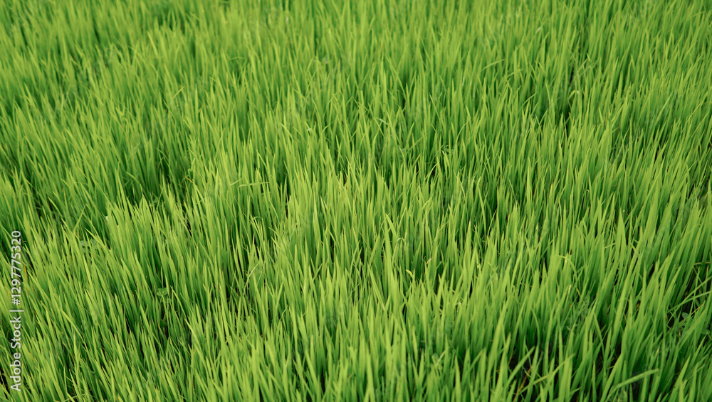 Fresh young paddy plants fill the entire frame, with dark shadows from above adding depth and contrast to the image