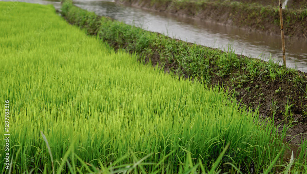 Obraz premium Terracing divided into two distinct sections, sloping to the right one part with young paddy and the other filled with water, creating a unique and interesting pattern