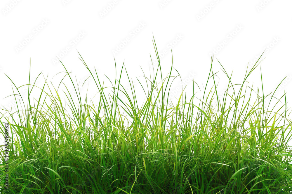 Lush green grass with dew drops, creating fresh and vibrant look. Ideal for nature themed projects Lush green grass with dew drops, creating fresh and vibrant look. Ideal for nature themed projects