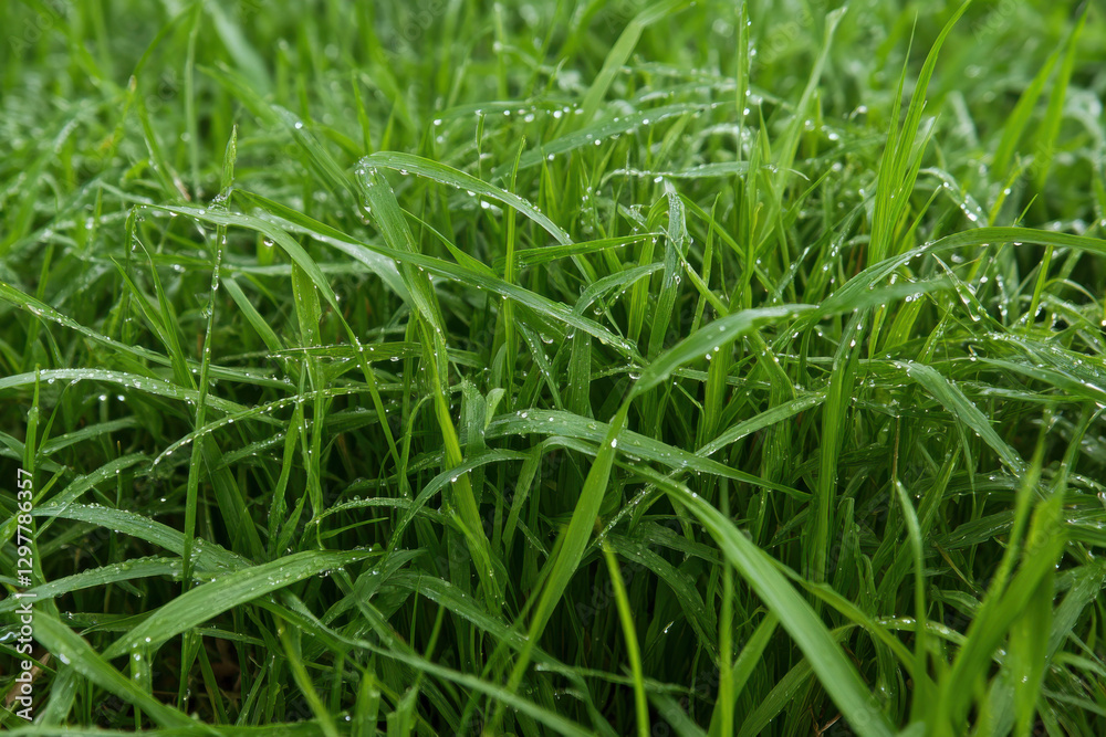 dewdrops on fresh grass blades in an open meadow dewdrops on fresh grass blades in an open meadow