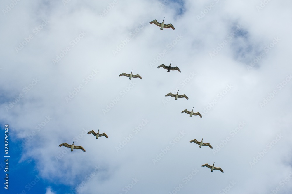 Fototapeta premium Pelican fishing in Mexixo Caribbean sea