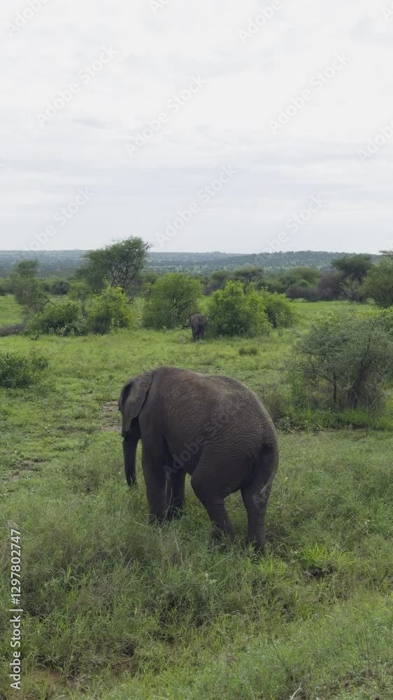 An African elephant stands near a tree in the Serengeti, its tusks visible against the greenery, vertical An African elephant stands near a tree in the Serengeti, its tusks visible against the greenery, vertical