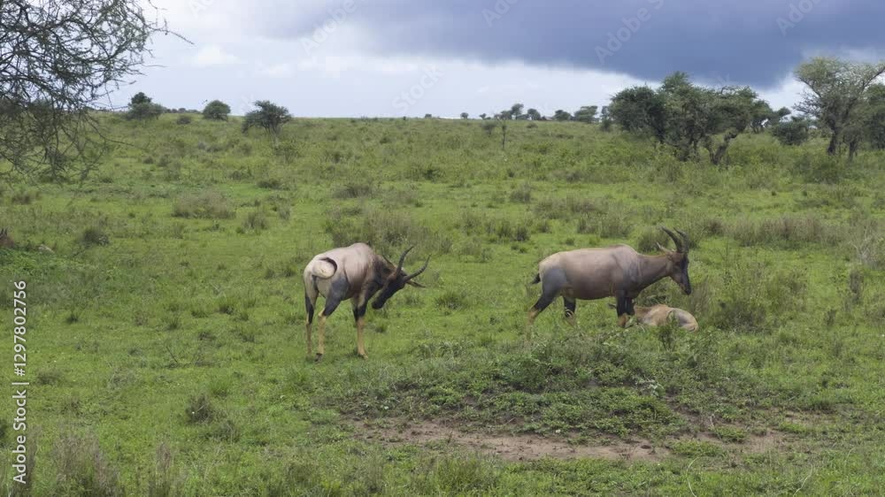 Several topis move through the Serengeti, their alert stance vigilance in the open plains with swaying tails under overcast sky Several topis move through the Serengeti, their alert stance vigilance in the open plains with swaying tails under overcast sky