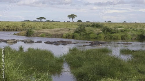 Hippopotamuses gather in a Serengeti river, cooling off in the water as they stay close together in a group photo