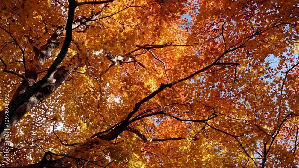 A stunning display of vibrant autumn foliage in Japan, where sunlight gently filters through the colorful leaves. A stunning display of vibrant autumn foliage in Japan, where sunlight gently filters through the colorful leaves.