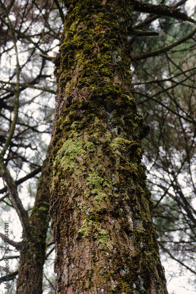 trunk of a tree in the forest trunk of a tree in the forest
