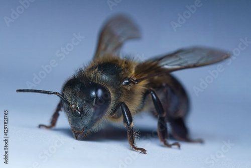 Wallpaper Mural Macro photography of single honey bee, white backdrop, Mahe, Seychelles Torontodigital.ca