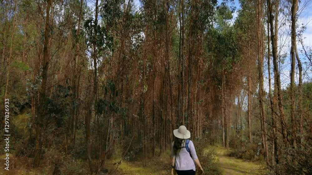 Eucalyptus trees canopy on old inca trail near Cusco. Tilt down reveals caucasian woman traveler walking on remote trail Eucalyptus trees canopy on old inca trail near Cusco. Tilt down reveals caucasian woman traveler walking on remote trail