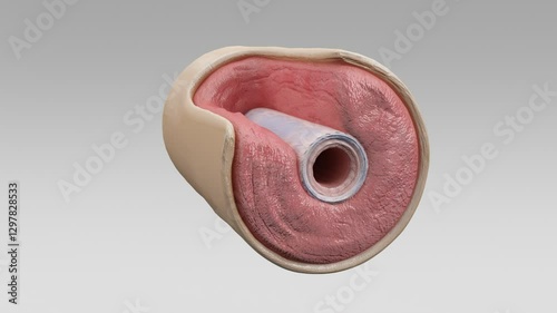 3D Histological cross-section of a muscular and elastic artery, showing tunica intima, media, and adventitia. Detailed medical illustration for educational, anatomical, and vascular study
