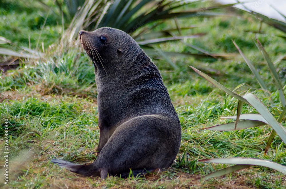 Fototapeta premium fur seal on the grass, New Zealand