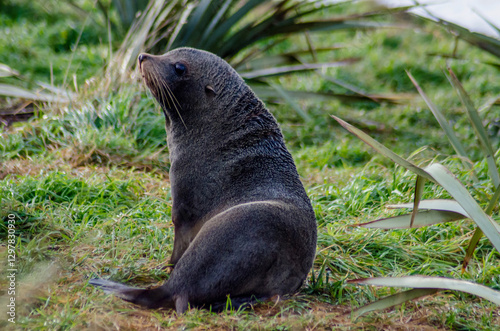 fur seal on the grass, New Zealand