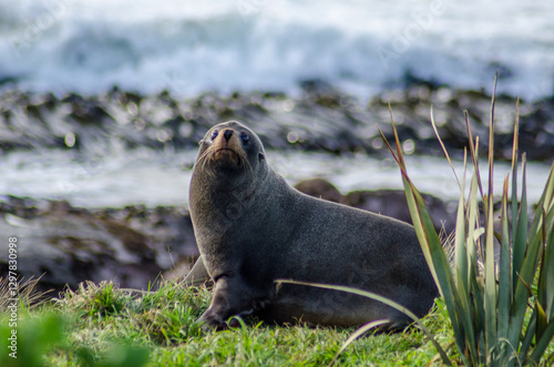 fur seal on the grass, New Zealand