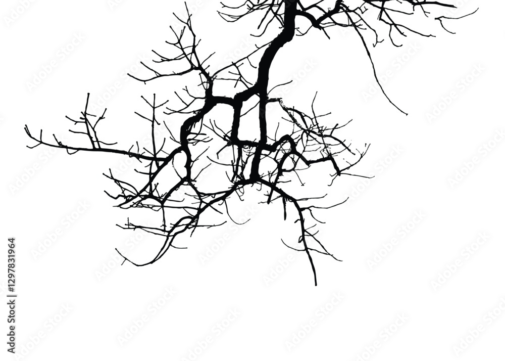 Fototapeta premium Silhouettes of bare tree with branches isolated on white. Black and white vector illustration 