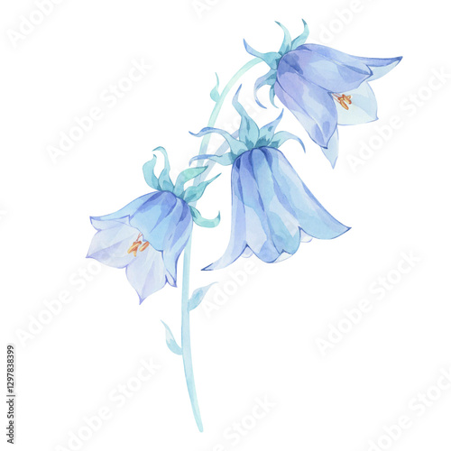 Fototapeta Naklejka Na Ścianę i Meble -  Bellflower flower. Hand painted with watercolors
