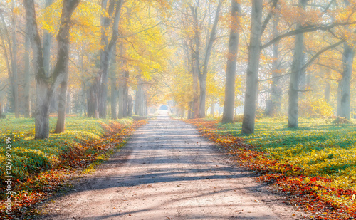 Countryside gravel road among bright morning fog and autumnal trees of in old...