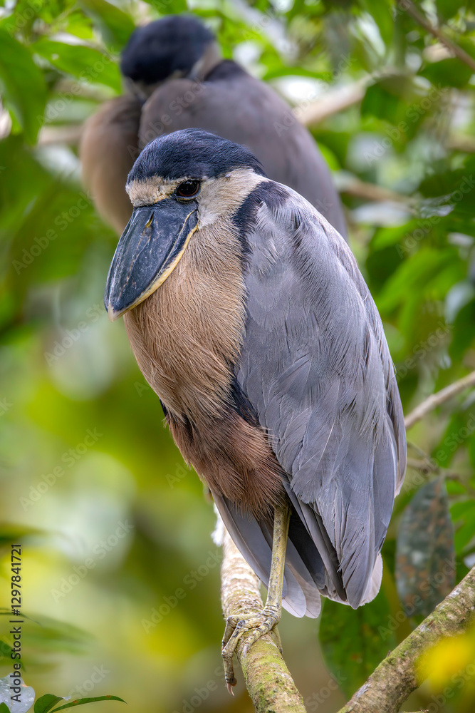Boat-billed heron (Cochlearius cochlearius, colloquially known as the boatbill). La Fortuna, Costa Rica. Selective focus on bird's eye