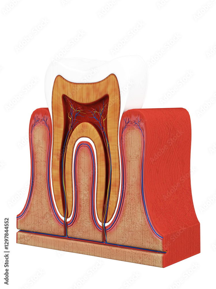 Cross-section of a human tooth showing internal anatomy, including enamel, dentin, pulp, and root. Detailed medical illustration for educational and dental use Cross-section of a human tooth showing internal anatomy, including enamel, dentin, pulp, and root. Detailed medical illustration for educational and dental use