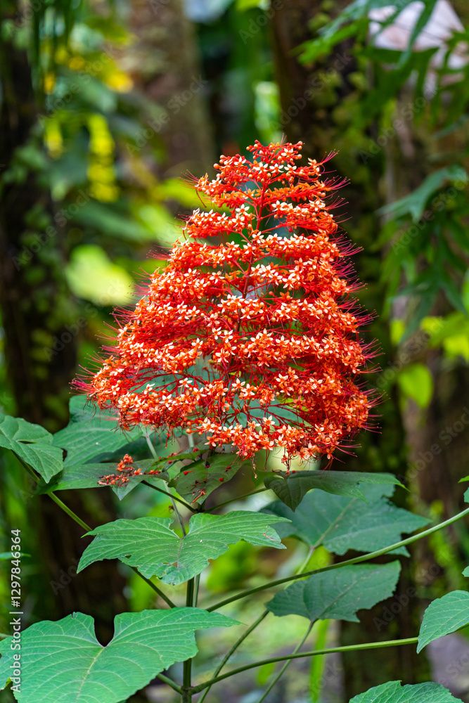 Close-up of Clerodendrum paniculatum (pagoda flower), Hawai‘i Tropical Botanical Garden Close-up of Clerodendrum paniculatum (pagoda flower), Hawai‘i Tropical Botanical Garden